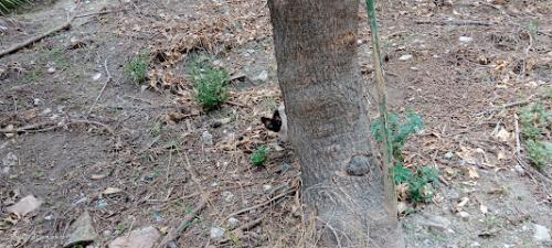 Parque Zona de calistenia en honor a Carlos Gallego Rocamora - Elche